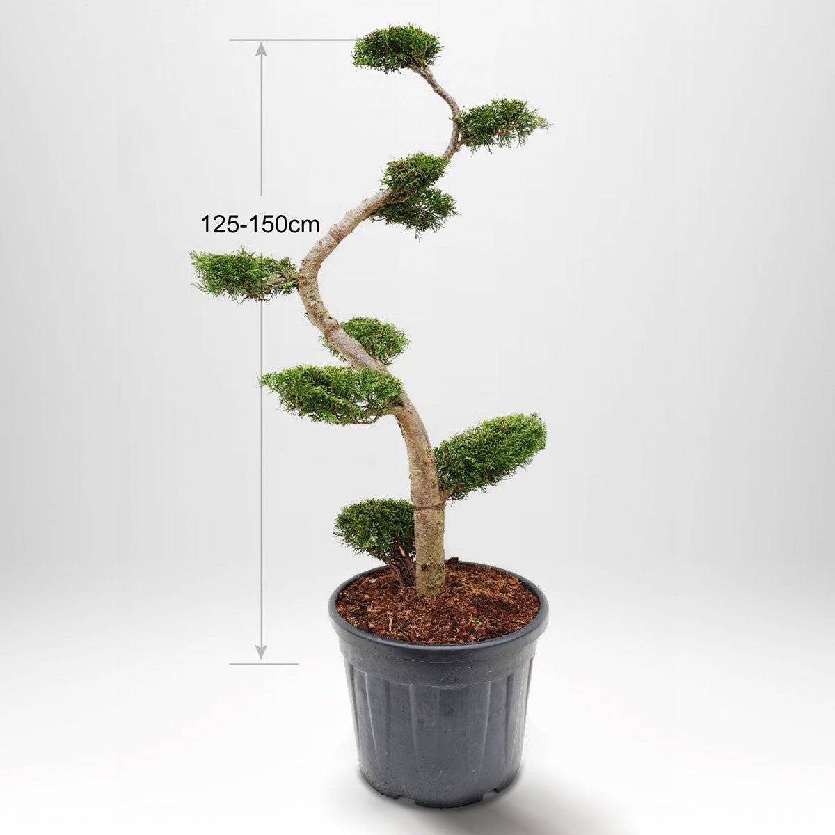 Köp Thuja Smaragd Bonsai 125-150 cm, Krukodlad 55L, Kvalite: Landscape Quality Kvalité: LQ Solitär